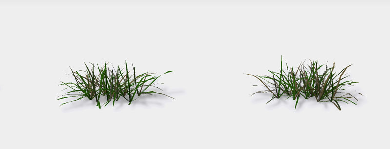雑草